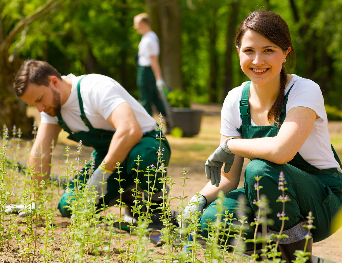 Soil requirements of and testing for good result!